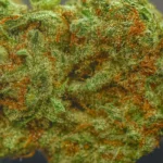 Cream Caramel (Indica) (AAAA) - Image 2